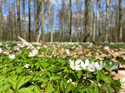 Buschwindröschen im Wald