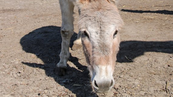 Eseldame Else mir herausforderndem Blick