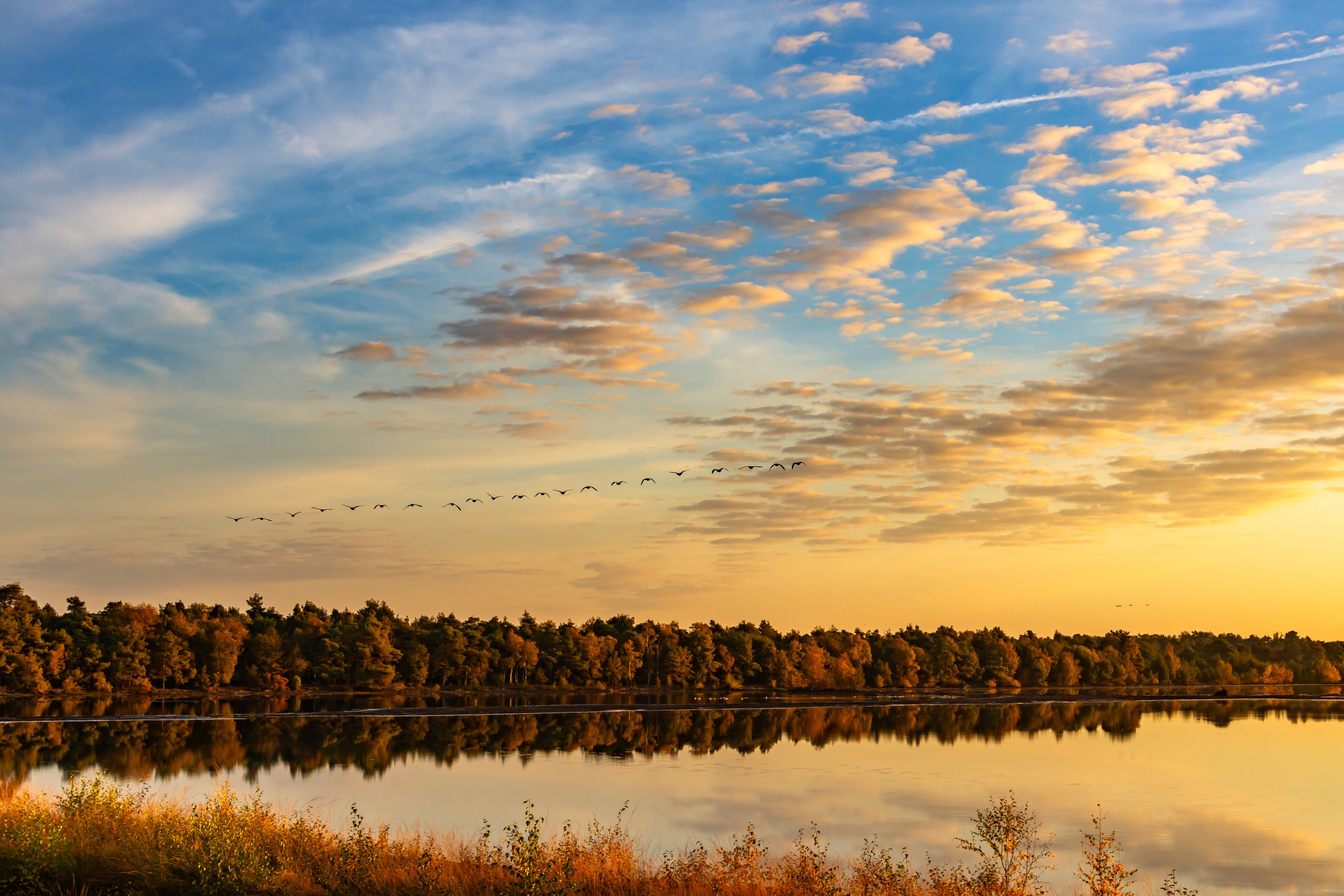 Kraniche fliegen abends zum Rastplatz im Tister Bauernmoor ein.
