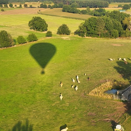 Der Schatten des Ballons fällt auf eine Weide mit weißen Rindern
