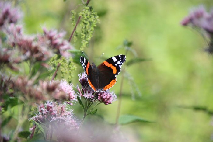 Ein Schmetterling trinkt Nektar auf einer lilafarbenen Blüte