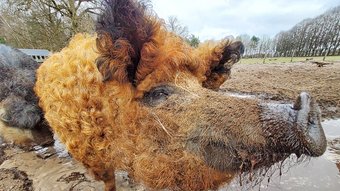 Ein Wollschwein mit rötlichem gekräuselten Fell schaut im Landpark Lauenbrück scheinbar grinsend in die Kamera