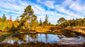Teich mit hölzerner Plattform im herbstlichen Tister Bauernmoor bei strahlend blauem Himmel