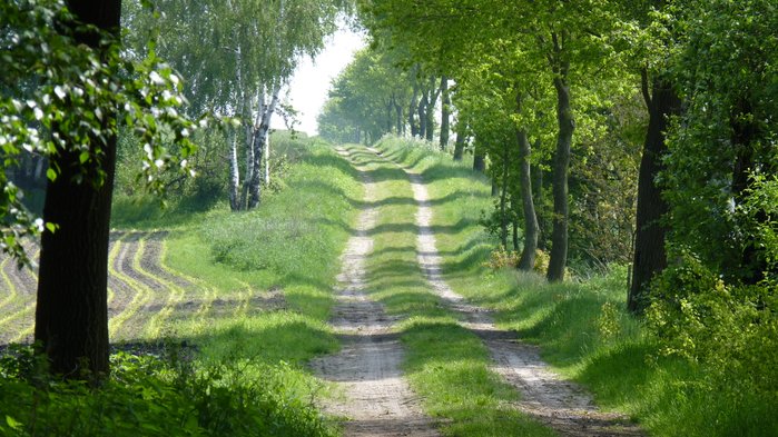 Ein landwirtschaftlich genutzter Weg führt zwischen Bäumen und Feldern auf einen Hügel
