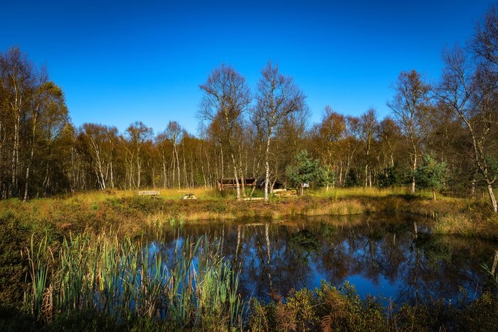Kleiner Moorsee vor Birken und blauem Himmel im herbstlichen Tarmstedter Moor