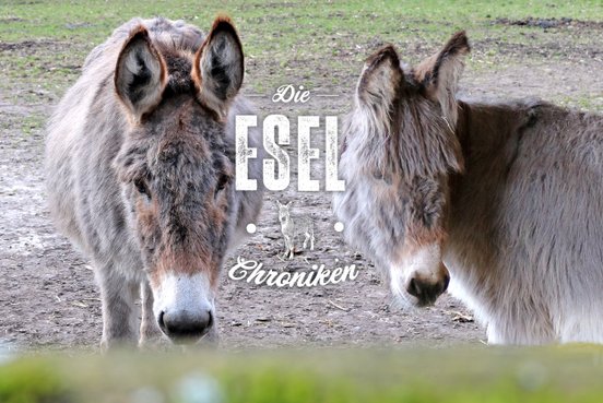 Bild zur Story "Die Esel-Chroniken"