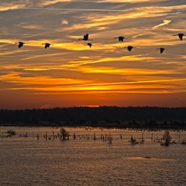 Kraniche über dem Tister Bauernmoor, Foto: Jürgen Hicke - NABU Rotenburg