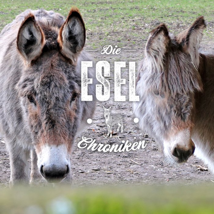 Bild zur Story "Die Esel-Chroniken"