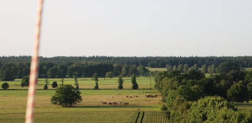 Pferde auf einer Weide am Wald, im Vordergrund eine Schnur vom Heißluftballon