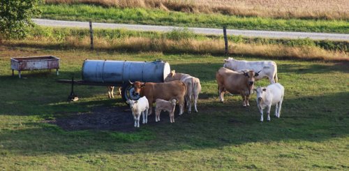 Weiße und braune Rinder von oben, sie stehen an einer Tränke