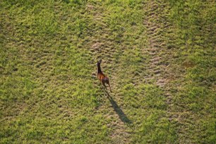 Ein Reh flüchtet auf einer grünen Wiese vor dem Ballon