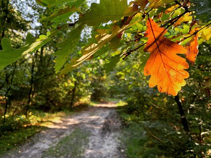 NORDPFAD Timke-Wälder