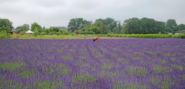 Panorama mit Lavendel und Gärtner Panorama mit Lavendel und Gärtner