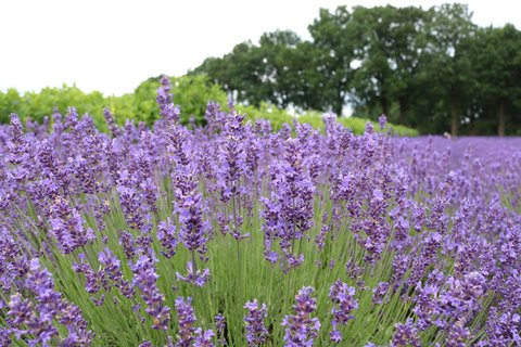 Lavendelfeld in voller Blüte