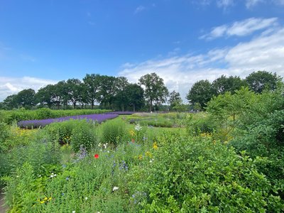 Bläuer Himmel überm Kräuterfeld