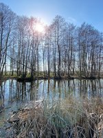 Fischteich bei Kirchwalsede