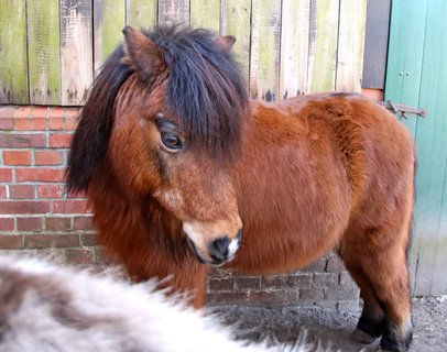Fritze, das Pony