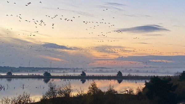 Kraniche und Zugvögel bei Sonnenaufgang