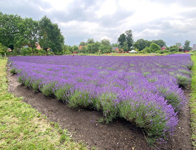 Lavendelfeld in Stapel