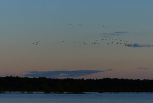 Kraniche beim Sonnenuntergang