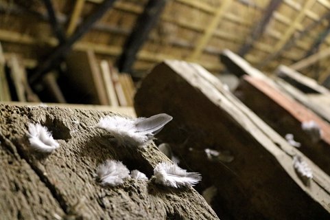 Taubenfedern auf dem Dachboden von Eckes Hus Ostereistedt