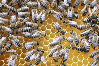 Bienen auf der Wabe Bienen auf der Wabe