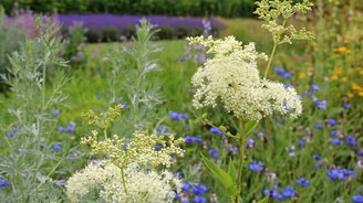 Mädesüß, die uralte Heilpflanze, blüht wunderschön cremeweiß im Stapeler Kräuterfeld