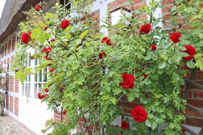 Rote Rosen blühen am Eingang vom Haus am See