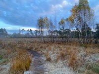 Weg im morgendlichen Moor