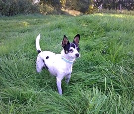 Hund Leila auf der Wiese