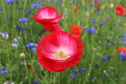 Mohnblüte in rosa und rot