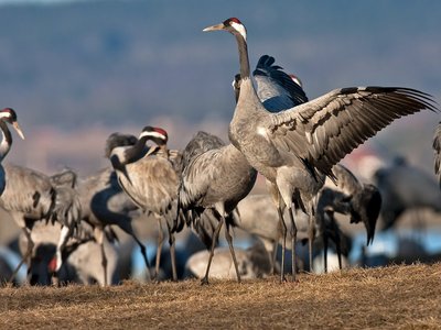 Kranich beim Balzen, Foto: Jürgen Hicke - NABU Rotenburg