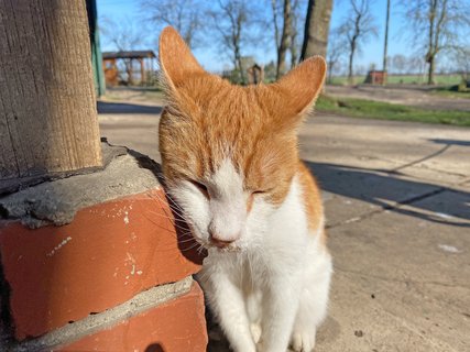 Katze auf Almuths Hof