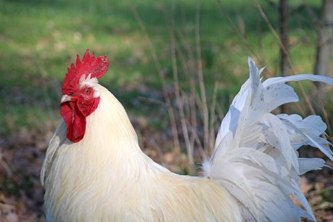 Hahn im Glück