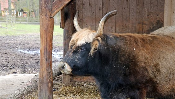 Ein Auerochse chillt im LandPark