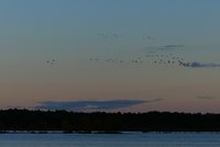 Kraniche beim Sonnenuntergang
