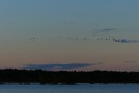 Kraniche beim Sonnenuntergang