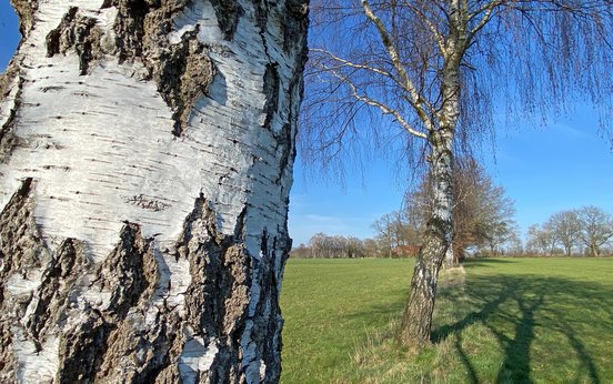 Birken, Felder und Almuths Haus