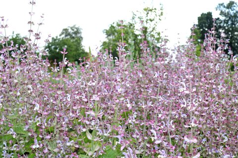 Zarte lila-weiße Blüten