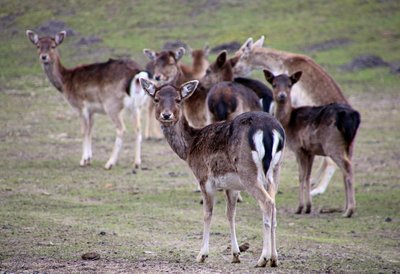 Damwild im Wildpark Damwild im Wildpark