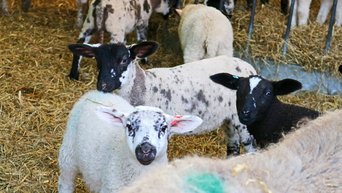 Süße Lämmer in der Schäferei Moorhallig Süße Lämmer in der Schäferei Moorhallig