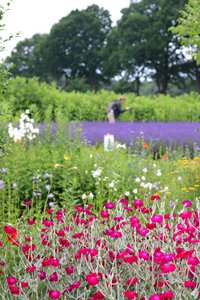 Bunte Blütenpracht in Stapel Bunte Blütenpracht in Stapel