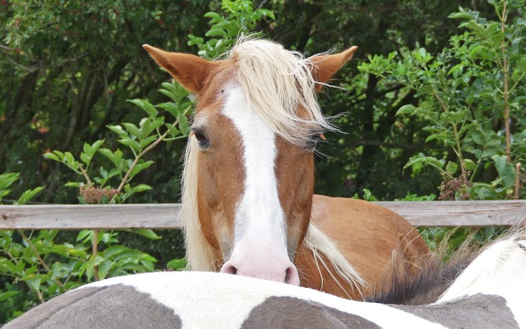 Rosella, das Pferd