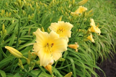 Gelbe Blüten der Taglilie