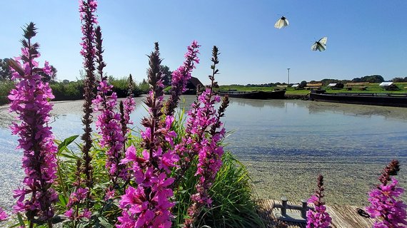 Schmetterlinge und Blumen am spätsommerlichen Torfkahnhafen