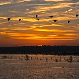 Kraniche über dem Tister Bauernmoor, Foto: Jürgen Hicke - NABU Rotenburg