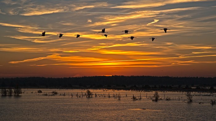 Kraniche über dem Tister Bauernmoor, Foto: Jürgen Hicke - NABU Rotenburg