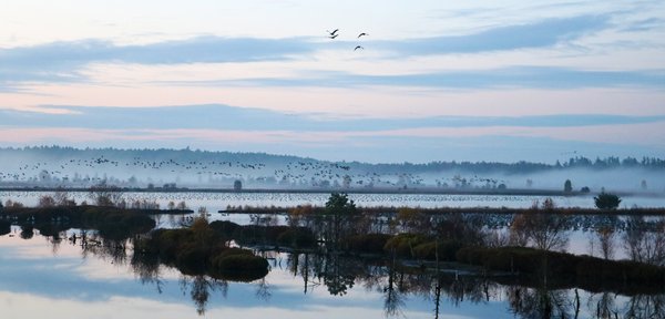 Vogelalarm im Tister Bauernmoor