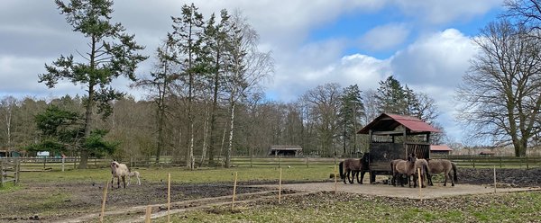 Gehege der Tarpanpferde