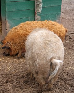Wollschweine in rot und weiß Wollschweine in rot und weiß